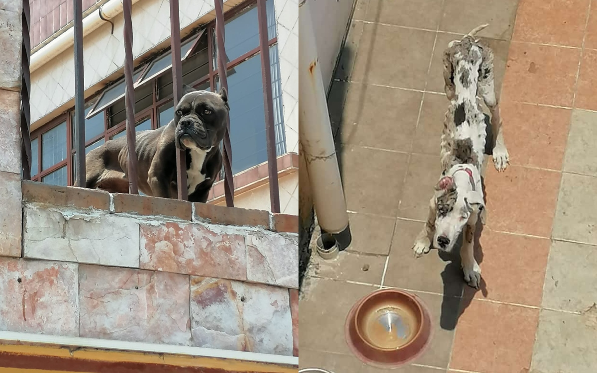 Fotos y video | Rescatan a lomitos en condiciones de crueldad animal en Puebla