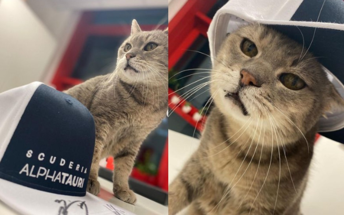 Fotos y videos | ¡Prrrr, prrr! Formulino, el gatito sensación de la F1
