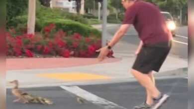 Hombre muere atropellado mientras ayudaba a unos patitos a cruzar la calle