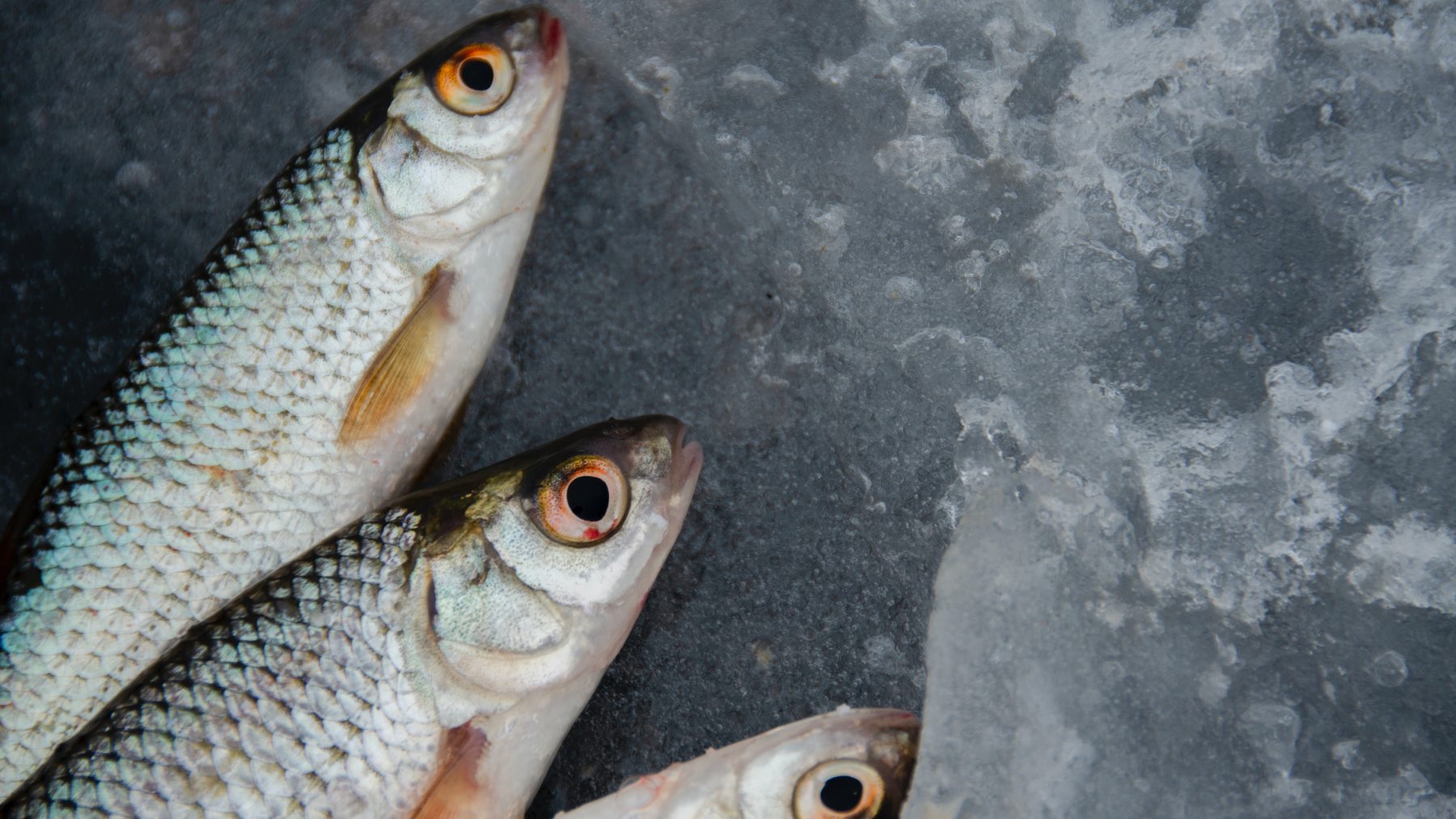 La alarmante señal que te avisará de que tu pescado no está en buenas condiciones