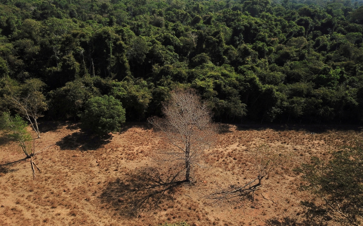 La deforestación en la Amazonía brasileña se redujo un 67,9 % en abril