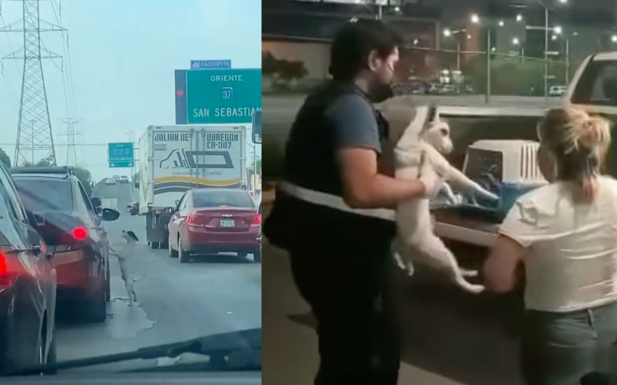 NL: Rescatan a perrito que rogó a sus dueños no ser abandonado | Video