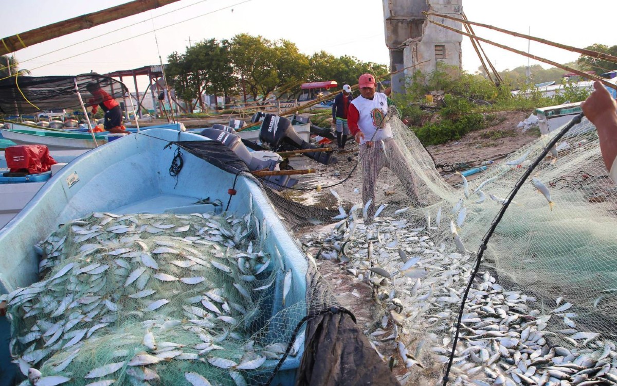 Oceana: Embargo pesquero de EU pone en riesgo a MX