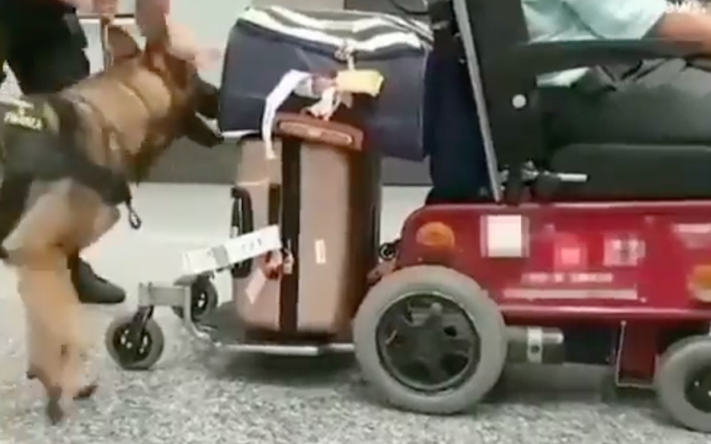 Perrito policía halla 8 kg de droga en silla de ruedas