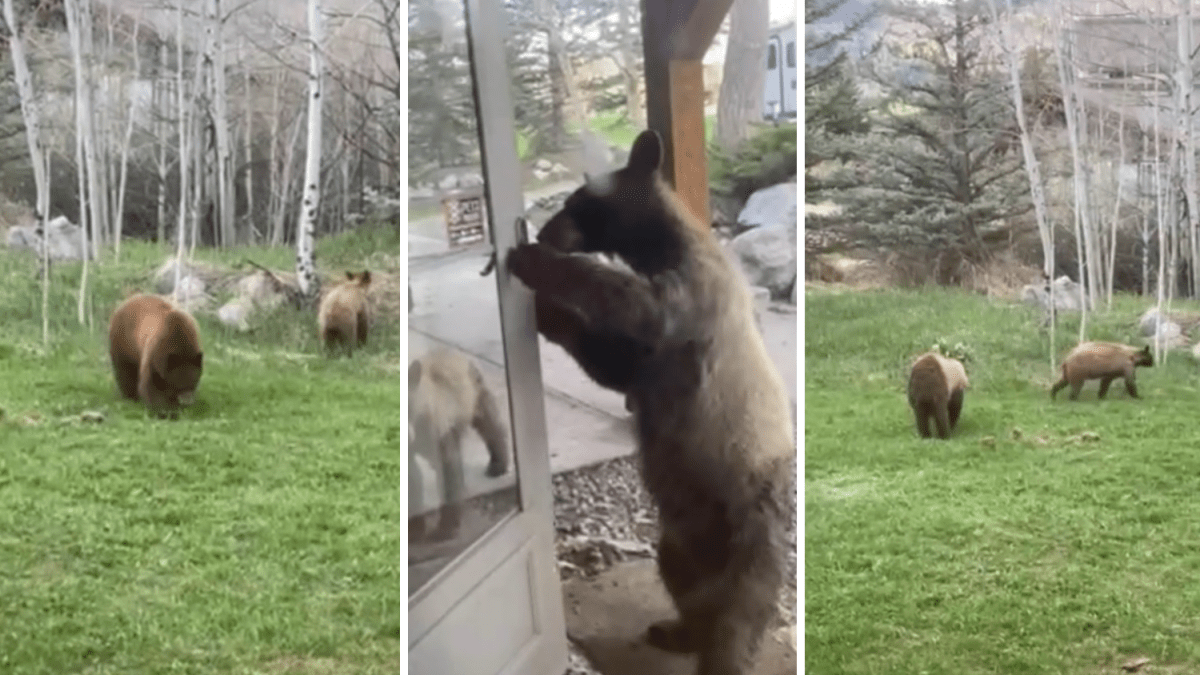 Residente de Colorado graba a cachorros de oso intentando entrar a su casa