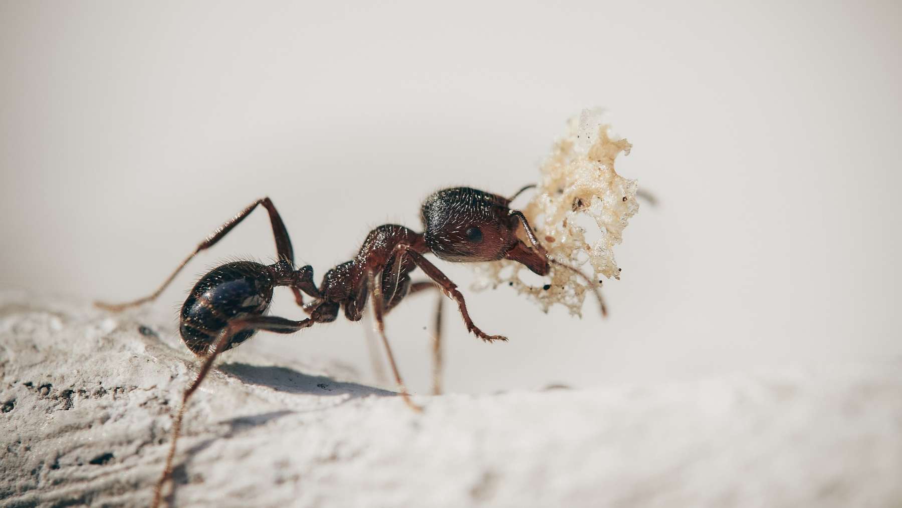Si ya tienes hormigas en casa, necesitas saber esto
