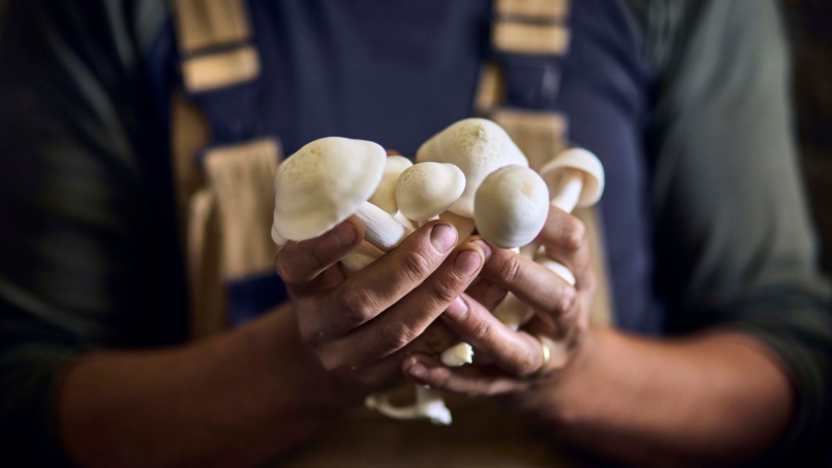 Sostenible hasta en la muerte: inventor holandés cultiva ataúdes de hongos
