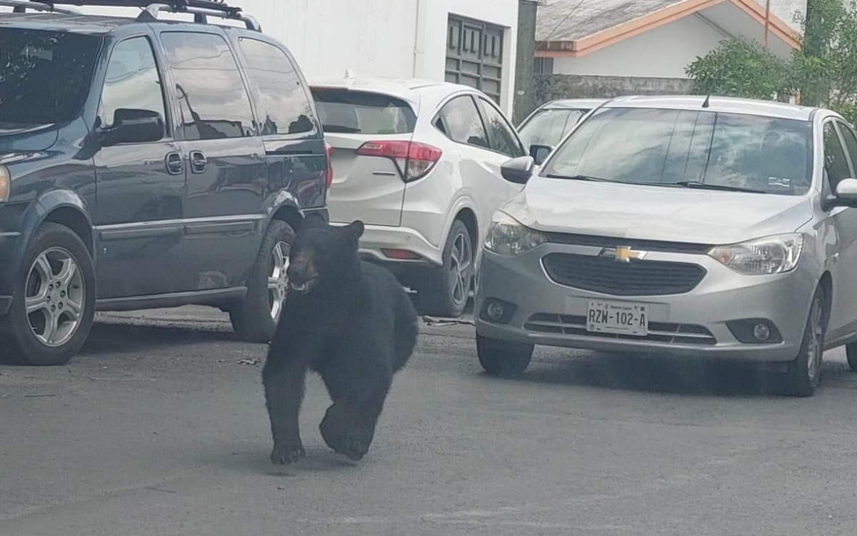 Video | Protección Civil resguarda a oso negro que paseaba en calles de Monterrey