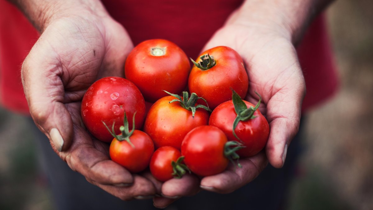 los productos de tomate podrían aumentar de precio