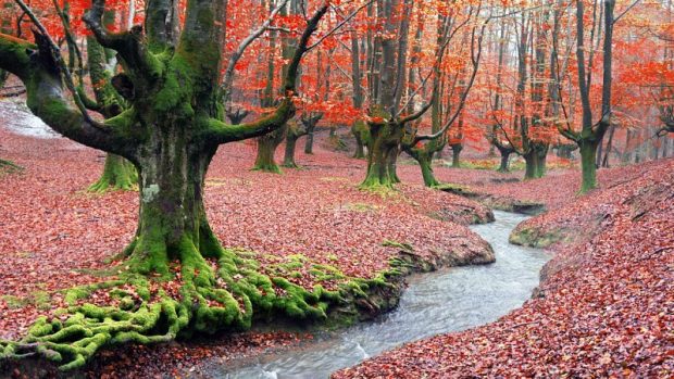 Te sorprenderán las historias: los 6 bosques encantados de España que más mitos ocultan