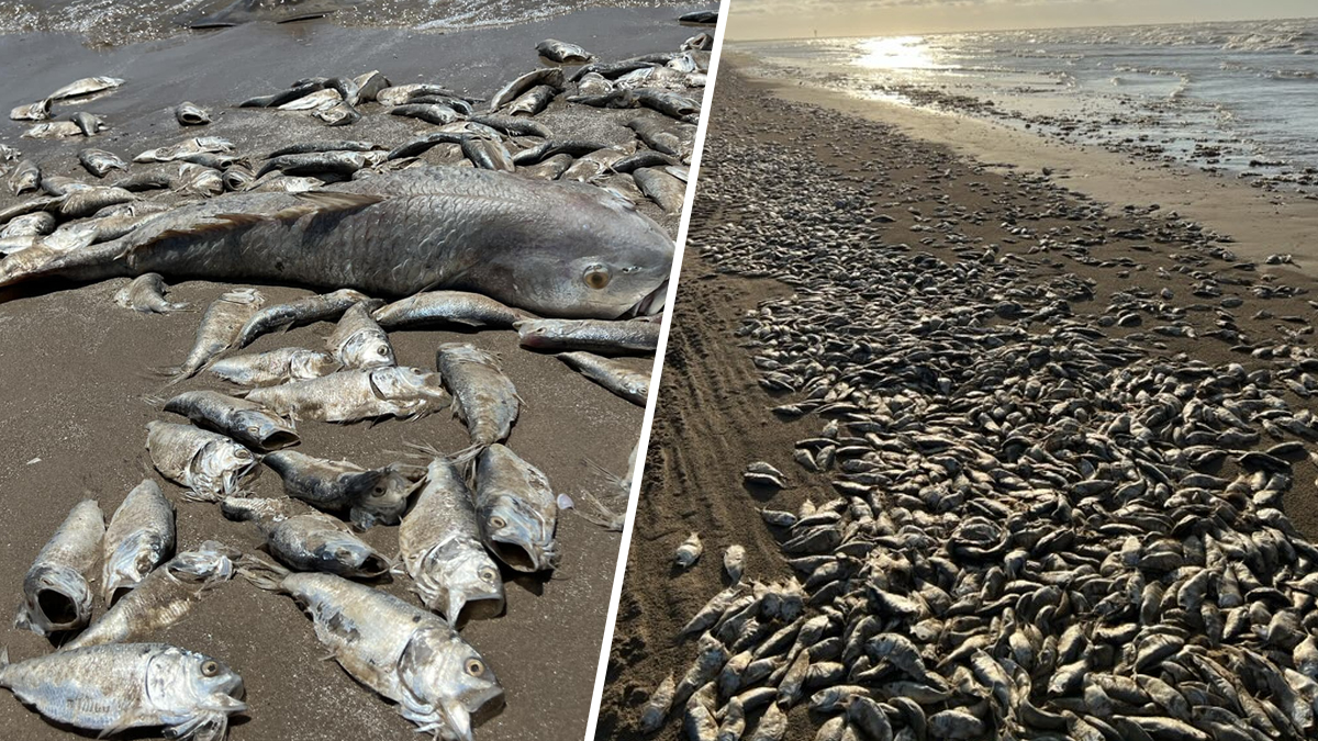 Aparecen miles de peces muertos en playa de Texas