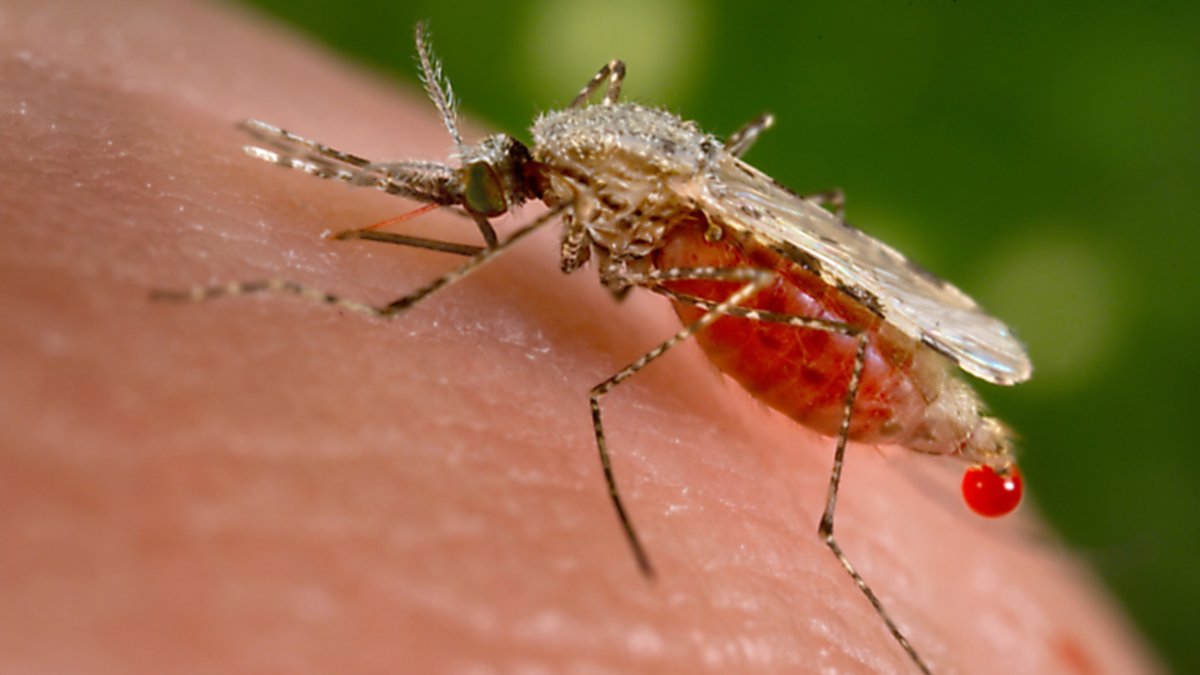 CDC emite alerta tras casos de malaria en Florida y Texas; los primeros de propagación local en 20 años