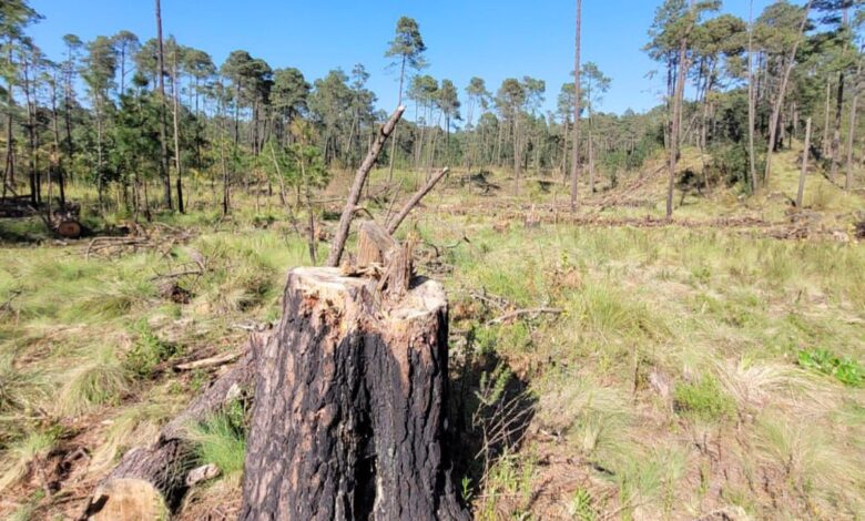 Denuncian inacción del gobierno sobre tala ilegal de árboles en San Miguel Topilejo