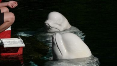 Detectan a presunta 'beluga espía rusa' en aguas suecas