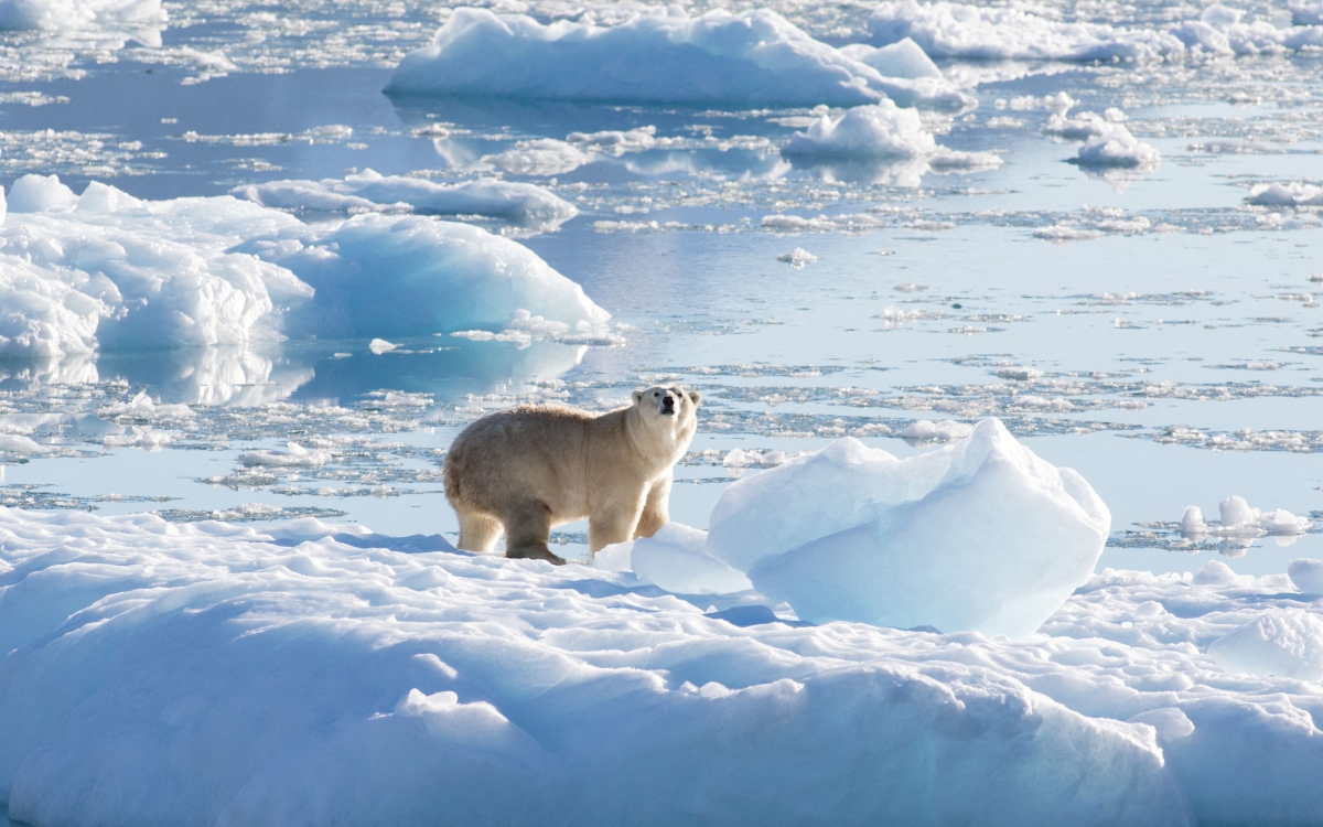 El Ártico perderá todo su hielo por primera vez entre 2030 y 2050