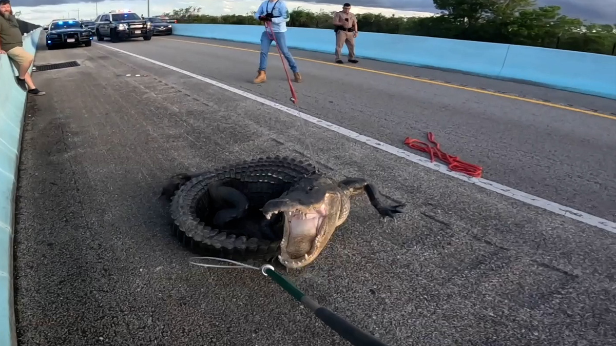 Enorme caimán de 10 pies paraliza el tráfico cerca de Key Largo, Florida