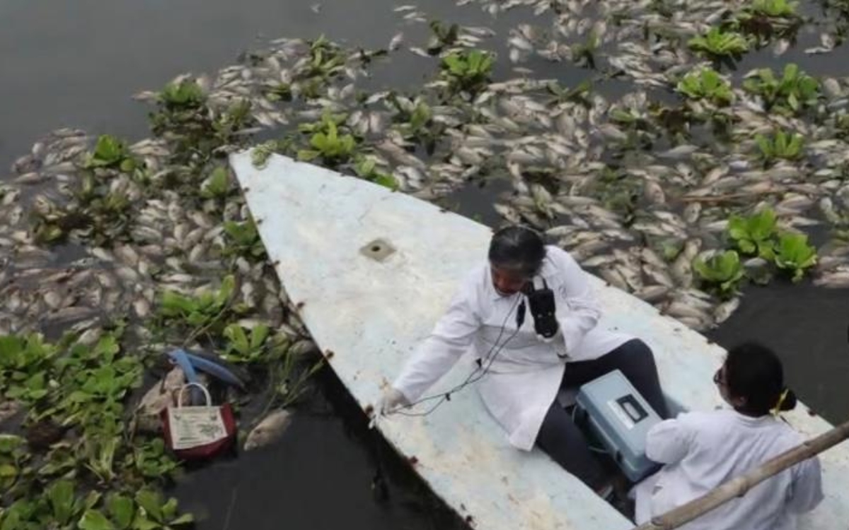 Estudio determina probable causa de muerte de cientos de mojarras en río de Juchitán
