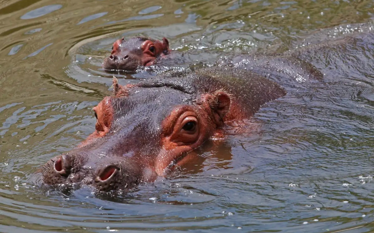 Hipopótamos de Pablo Escobar viajan a su nuevo hogar: la tierra de 'El Chapo'
