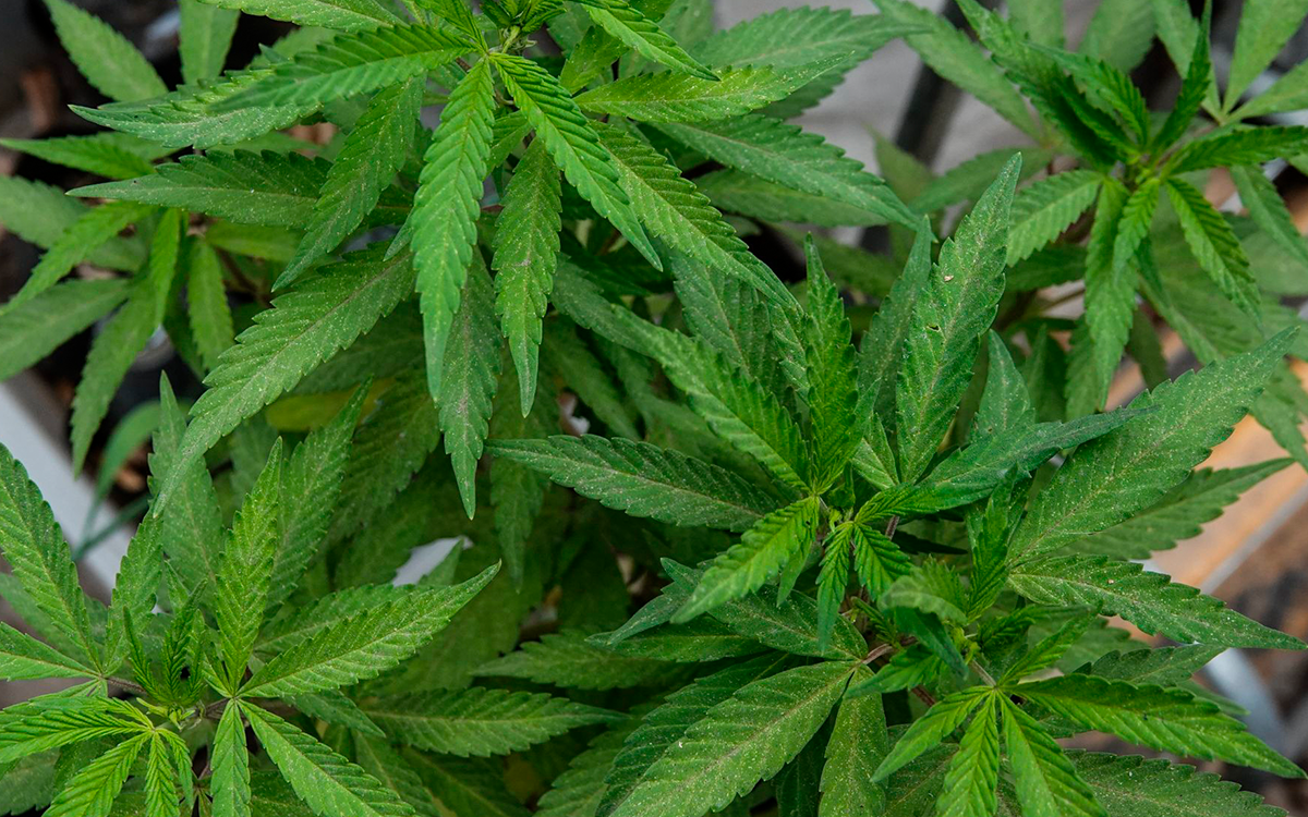 Minnesota legaliza el consumo recreativo de marihuana