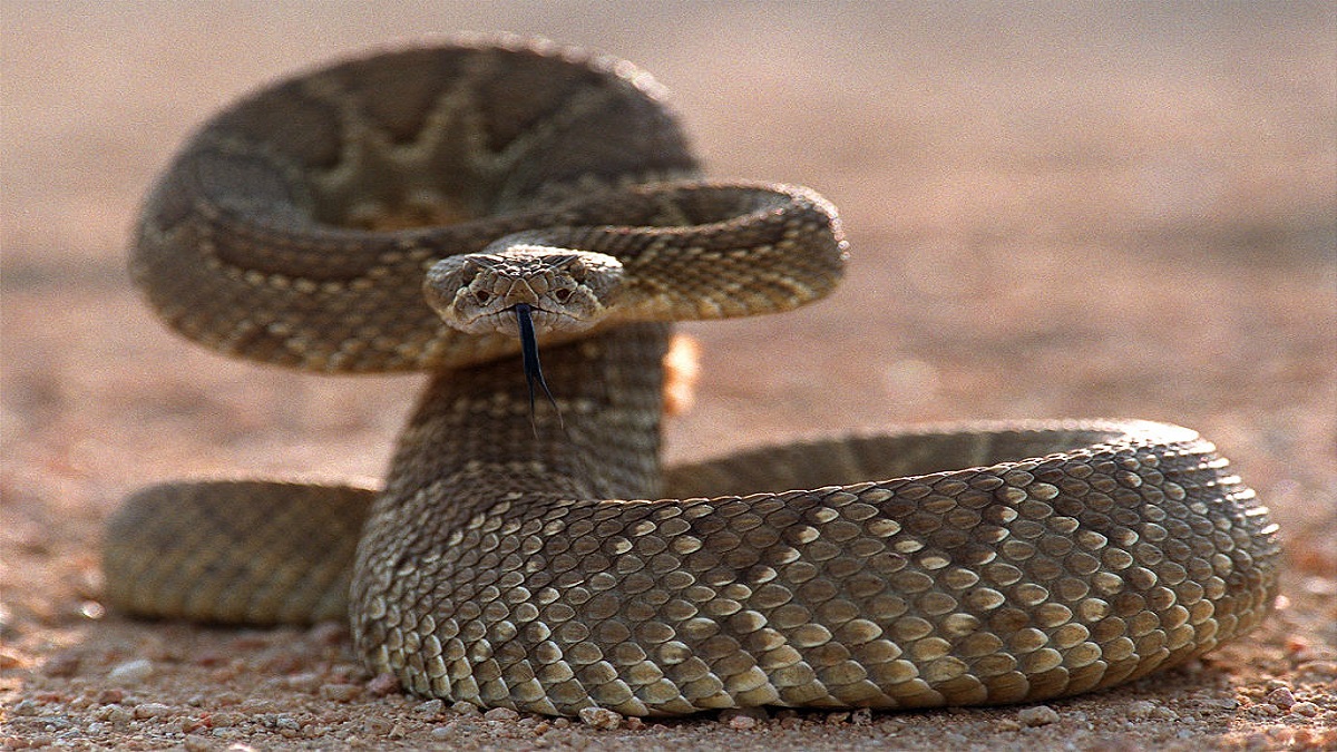 Niño sobrevive a la mordida de una serpiente en Colorado tras el rápido accionar de su padre