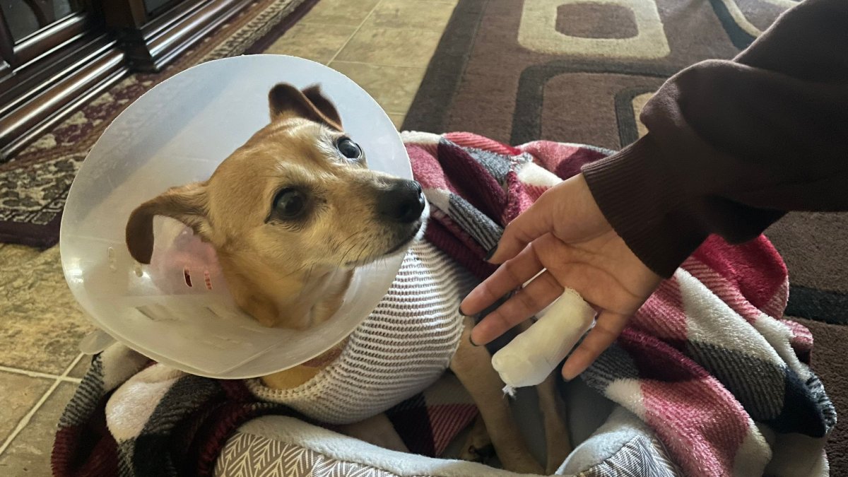 Pitbull en San Diego ataca a mujer y su perra mandándolas al hospital
