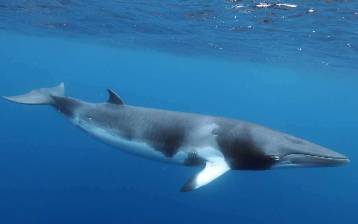 Suspenden caza de ballenas en Islandia