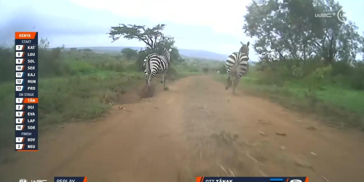 Tänak se encuentra con dos cebras en pleno tramo del Rally Safari
