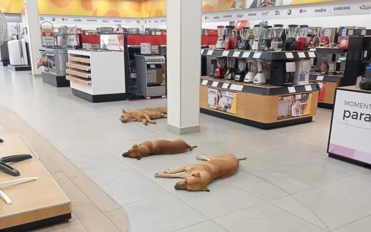Tienda en Durango deja entrar a perros para que descansen del calor