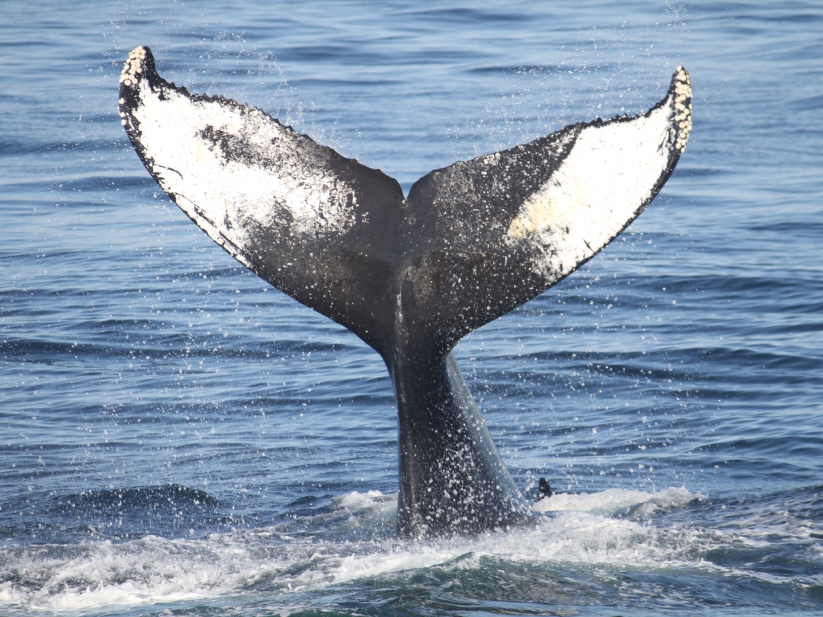 Vea dónde las billeteras de seis ballenas criptográficas están poniendo sus activos