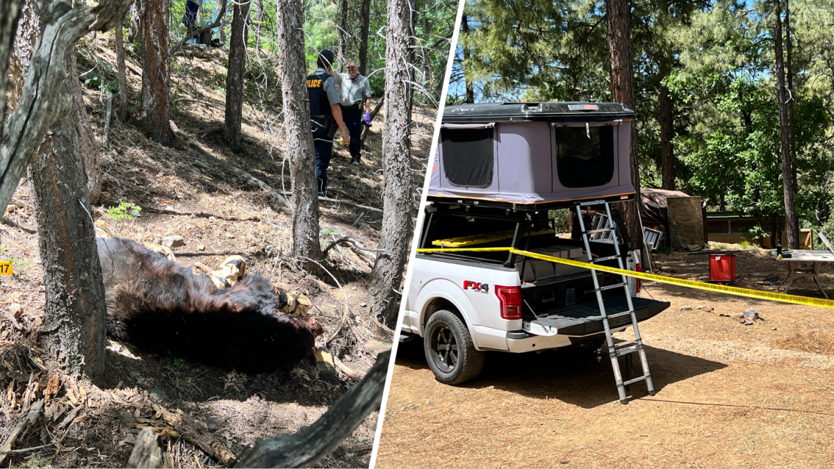 investigan ataque mortal de oso en condado Yavapai