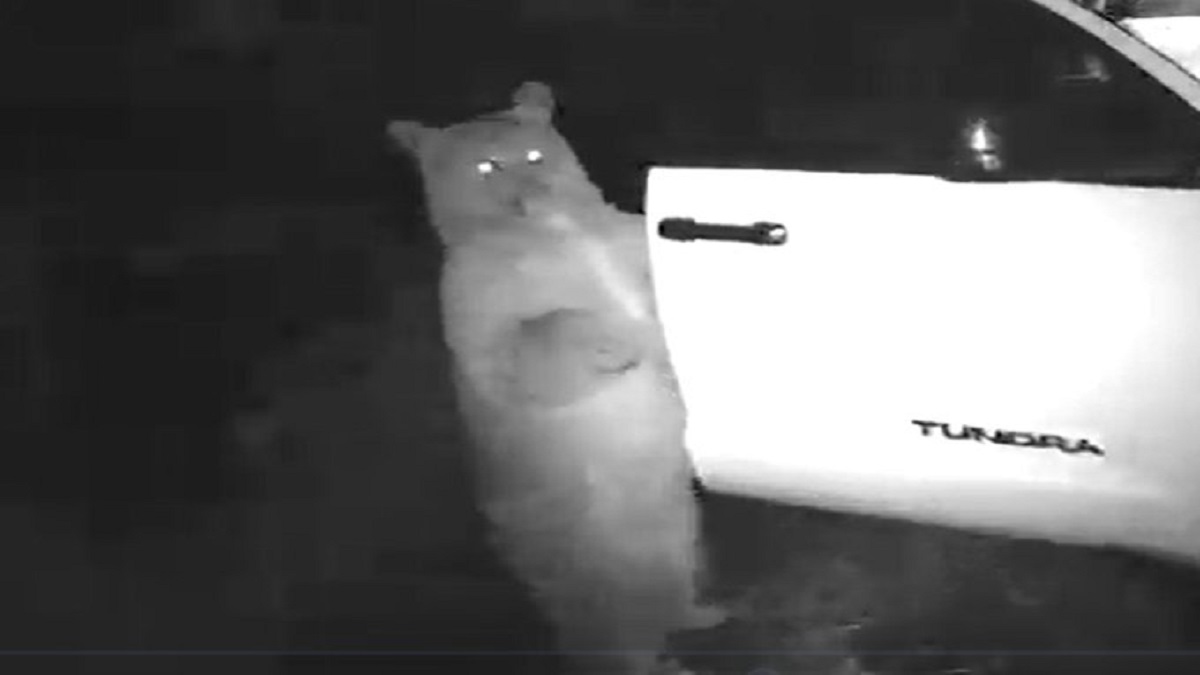 oso abre la puerta de un auto en Colorado