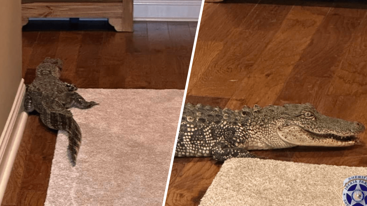 pareja despierta con un caimán en su casa