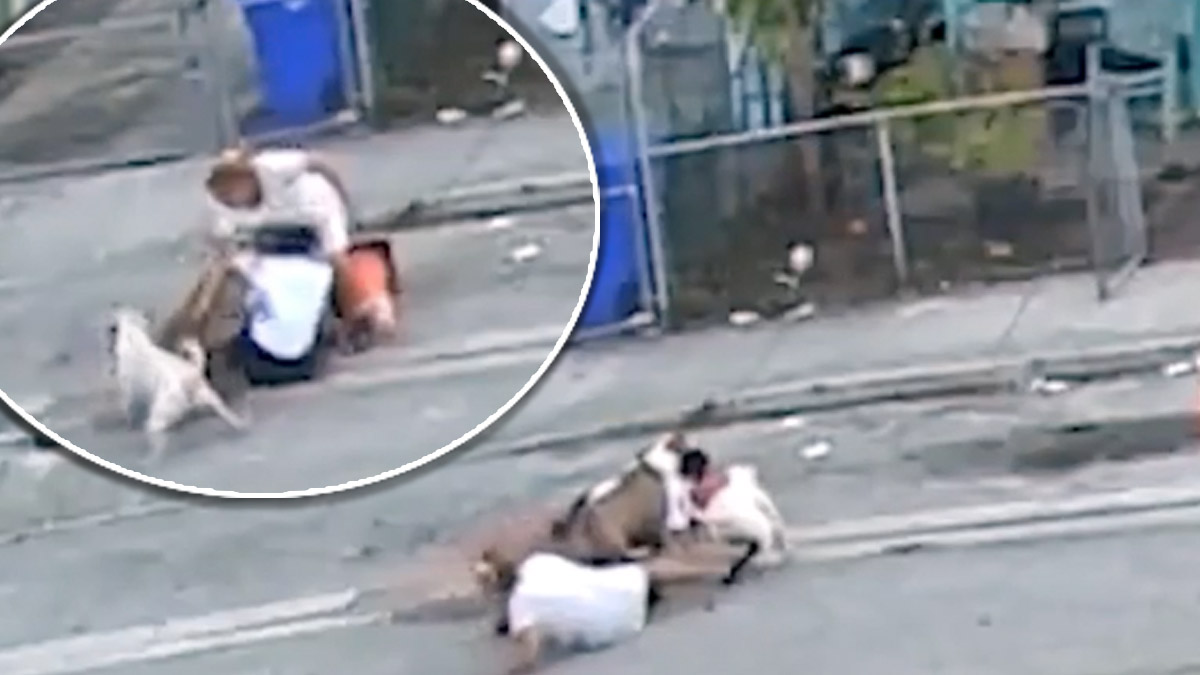 perros bulldogs atacan a mujer en Florida