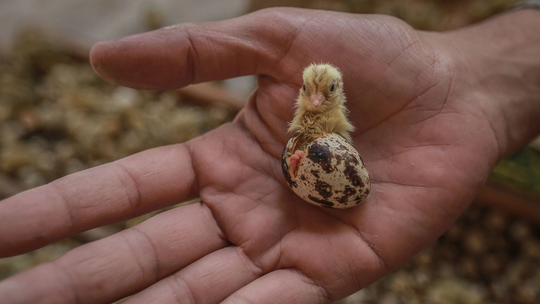 ¿Qué fue primero el huevo o la gallina? la Inteligencia Artificial responde finalmente la gran pregunta