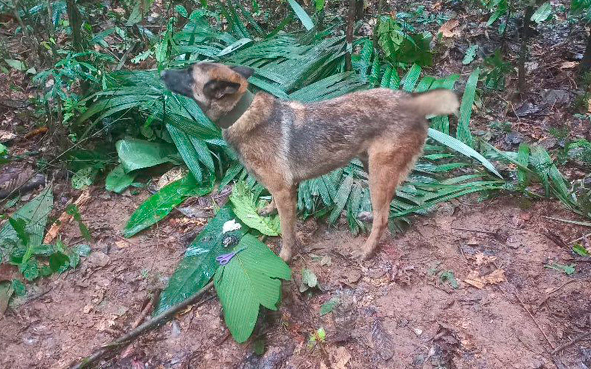 ¿Y Wilson?: Se pierde perrito que ayudó en la búsqueda de niños en selva de Colombia 
