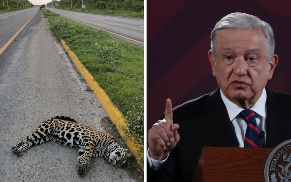 AMLO niega que jaguares sean atropellados en Playa del Carmen