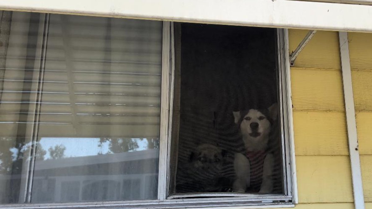 Abandonan a dos perros en una casa móvil en El Cajón