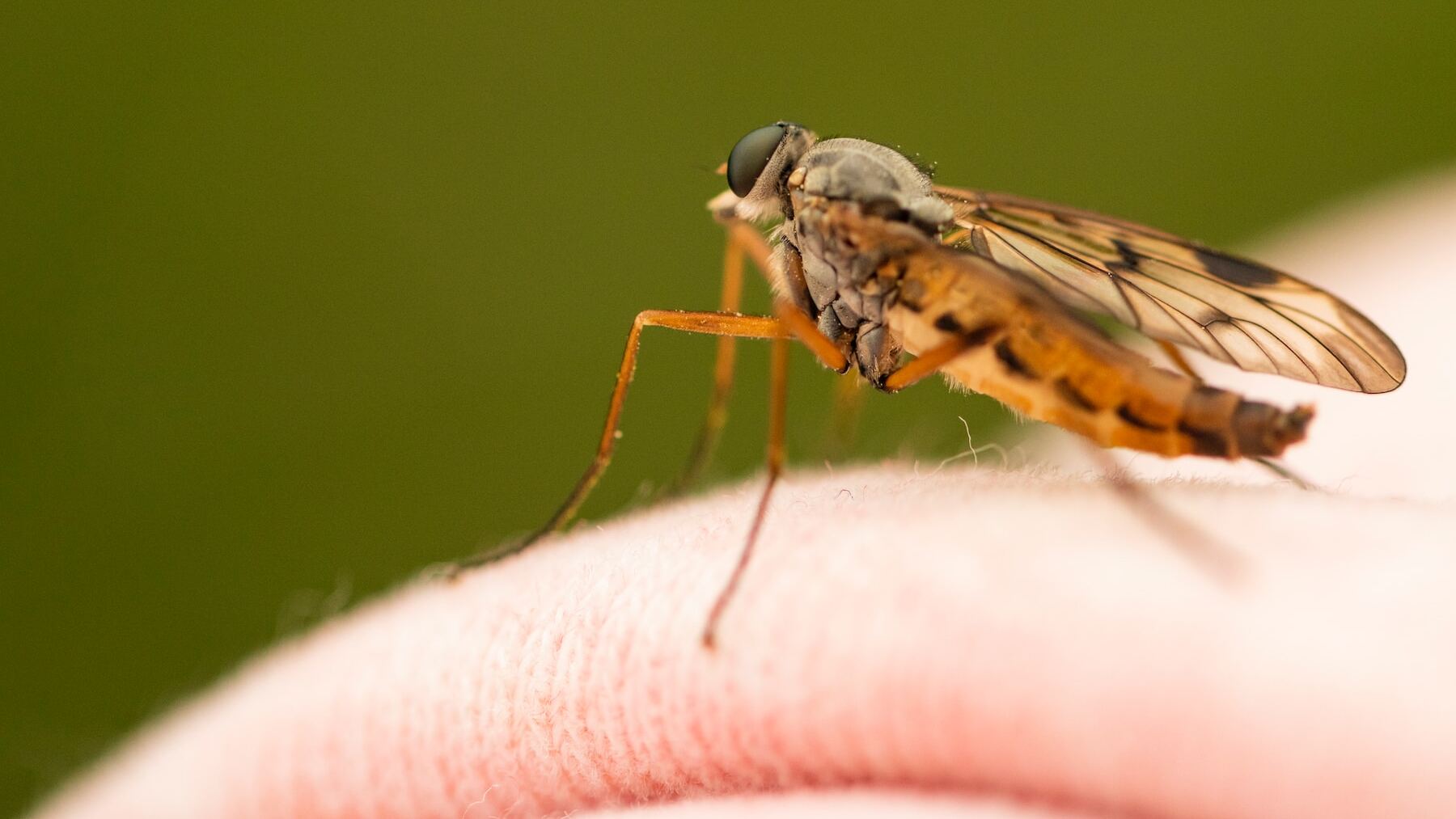 Acaba con los mosquitos en tu habitación con los 5 trucos que utilizan los expertos