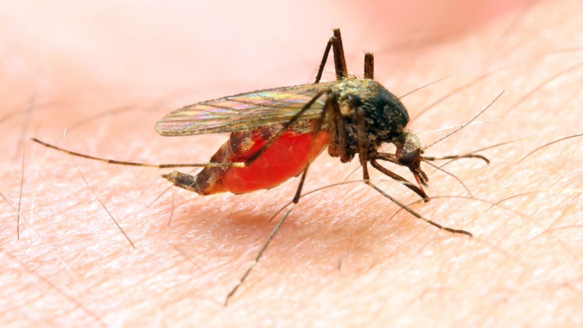 Aumentan casos de malaria en la Bahía de Tampa, Florida