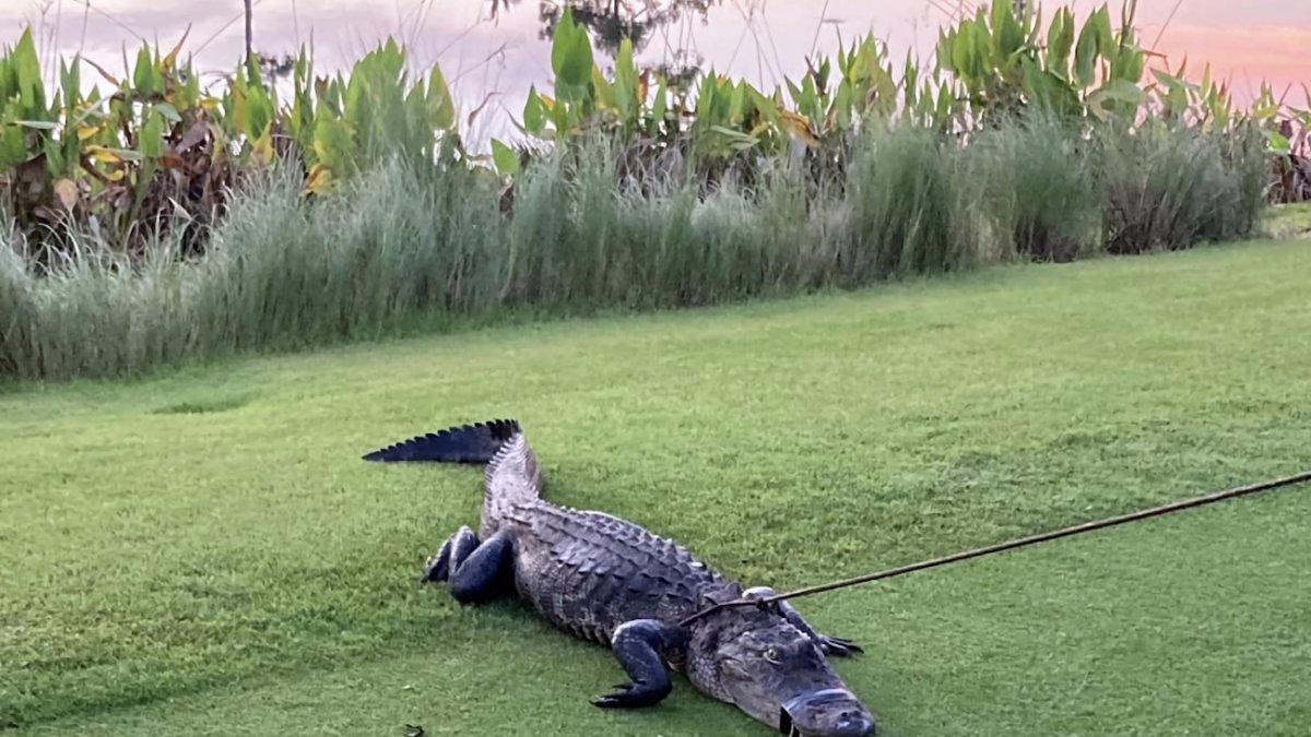 Caimán muerde a hombre de Florida en campo de golf
