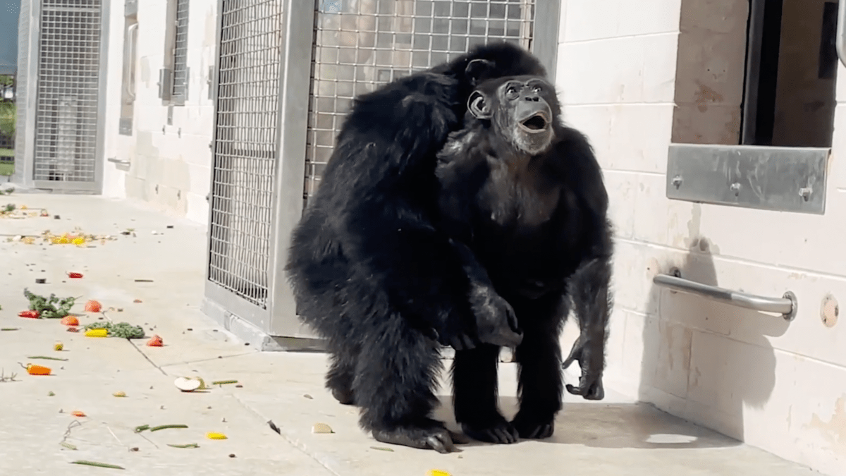Chimpancé Vanilla prospera en refugio de Florida tras video viral
