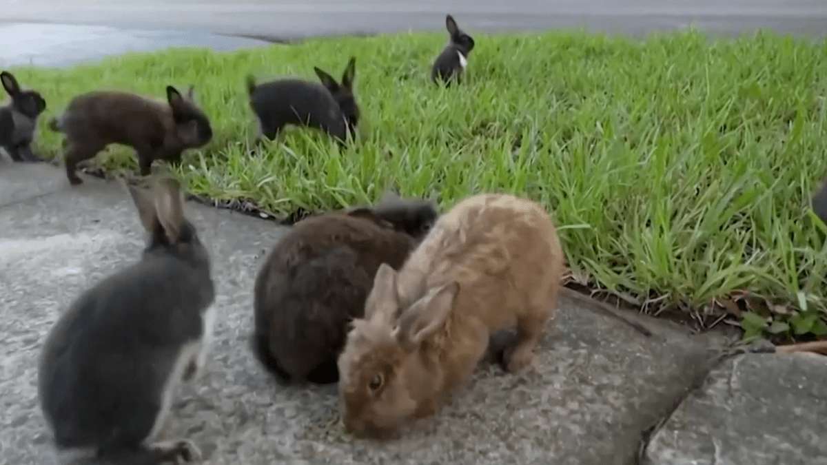 Conejos invaden un vecindario de Florida
