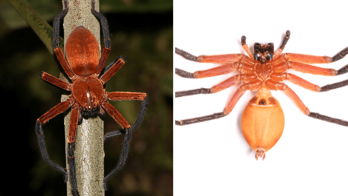 Descubren a la “araña cangrejo gigante” en zona protegida  de selva amazónica