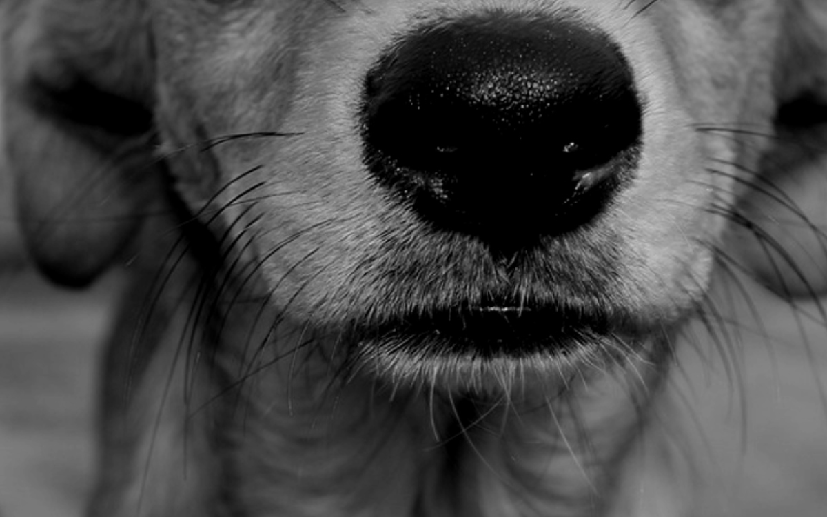 Día Internacional del Perro Callejero: México, 1er primer lugar en abandono