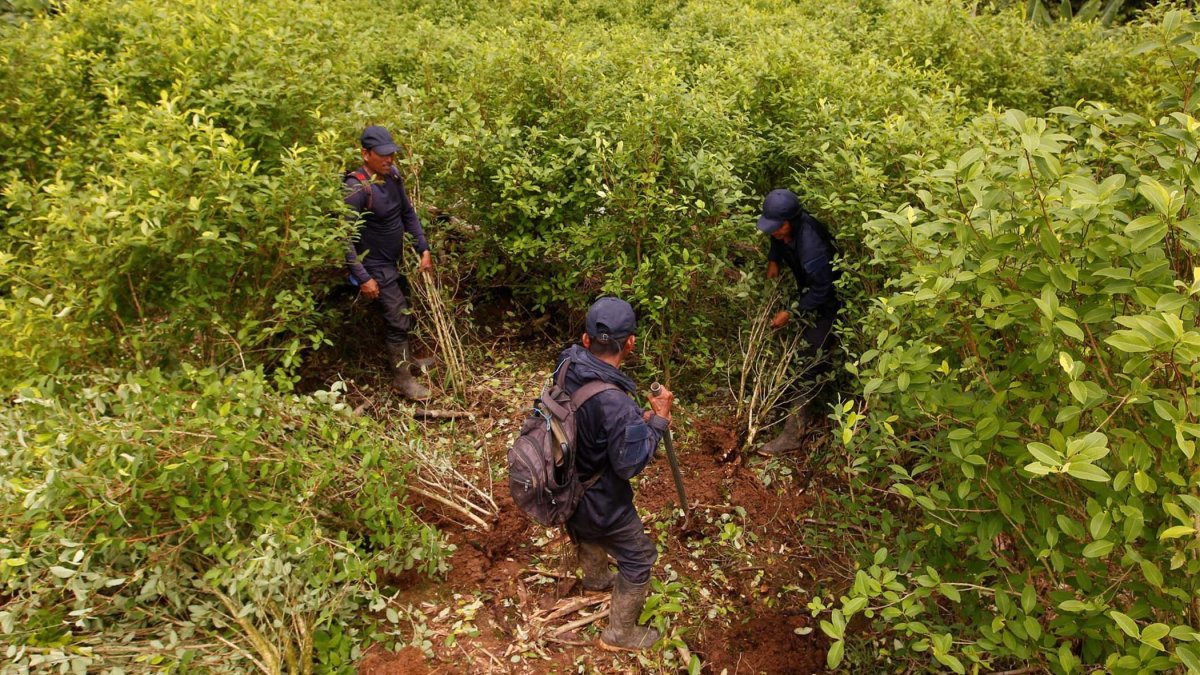 EEUU dice que suspensión del monitoreo de cultivos de coca en Colombia es “temporal”