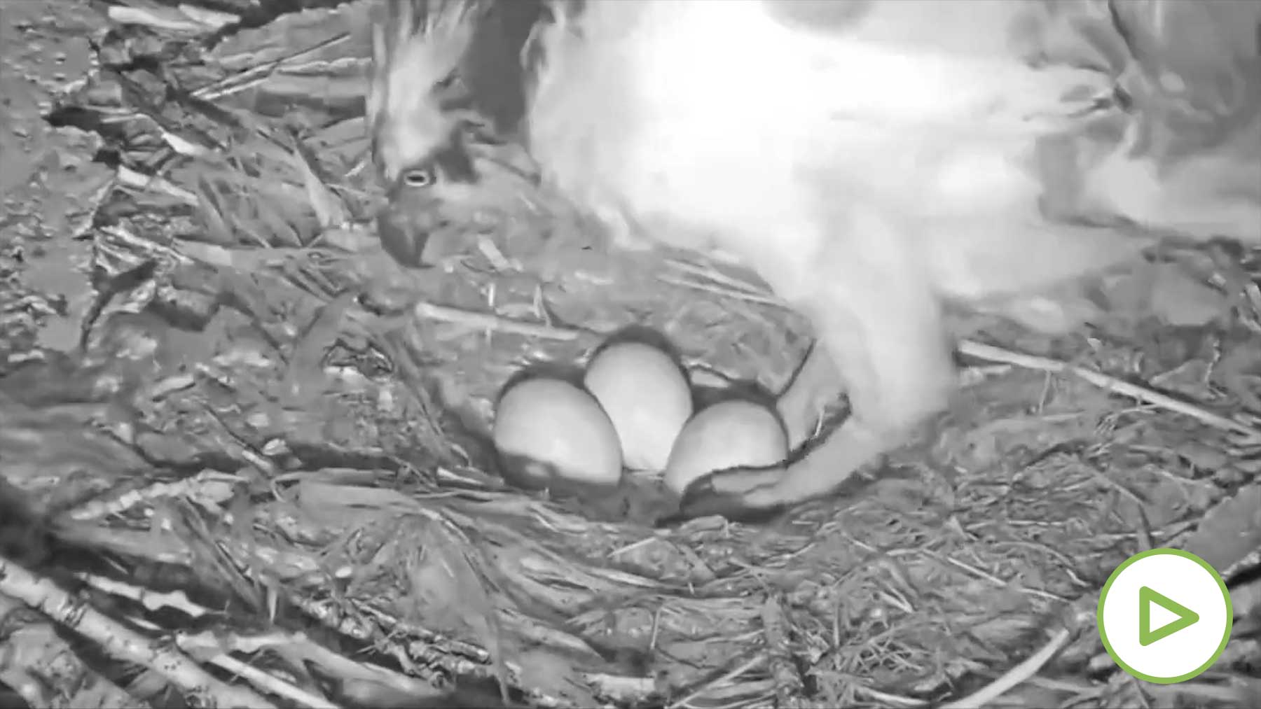 El emotivo vídeo de un águila protegiendo sus huevos durante una fuerte lluvia de granizo