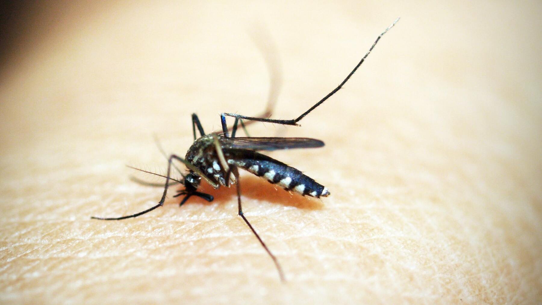 Es el único método efectivo para acabar con los mosquitos: lo confirma Boticaria García