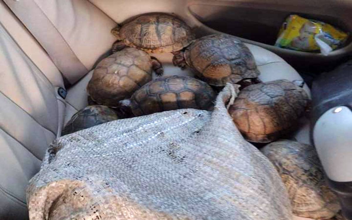Hallan centenares de tortugas en un vehículo accidentado en Puebla