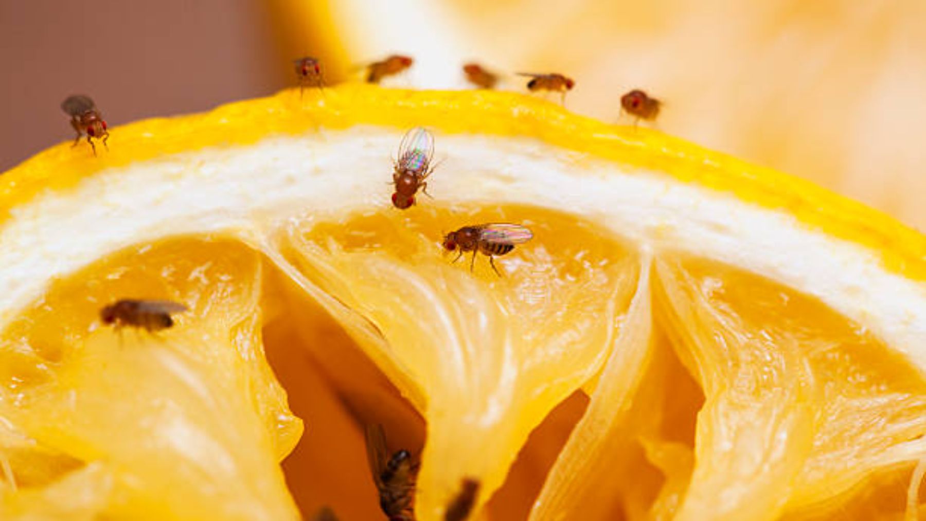 La clave para acabar con el insecto más repugnante está en tu fregadero y no lo sabías