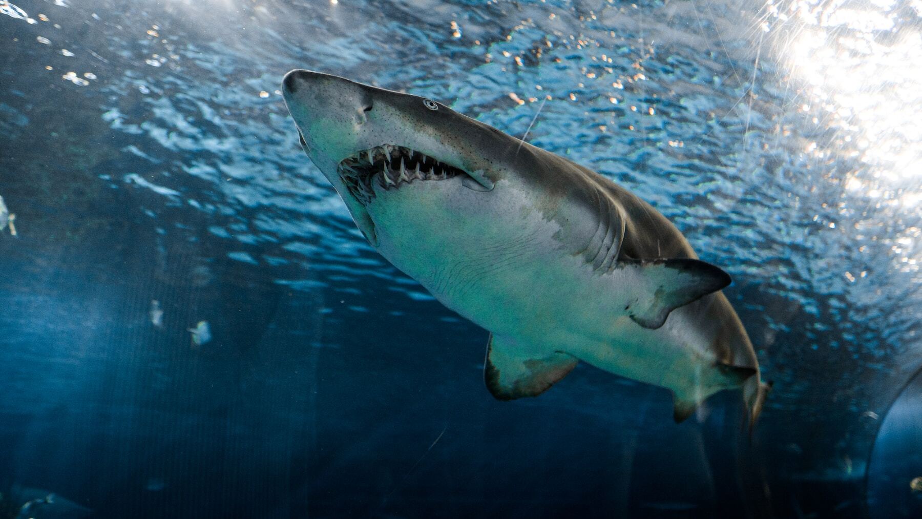 La lista de las playas españolas que están en alerta por tiburones: consulta cuáles son